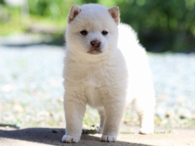 FP5A2146-puppy FP5A2146-puppy