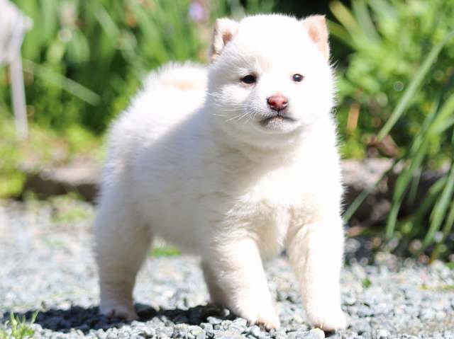 FP5A2174-puppy FP5A2174-puppy