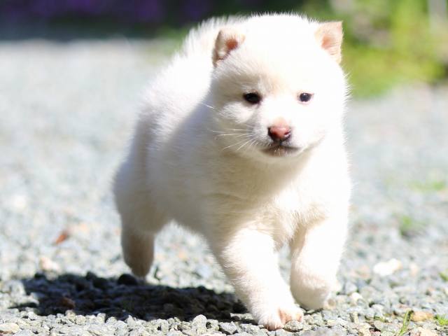 FP5A2198-puppy FP5A2198-puppy