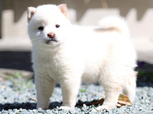 FP5A2238-puppy FP5A2238-puppy