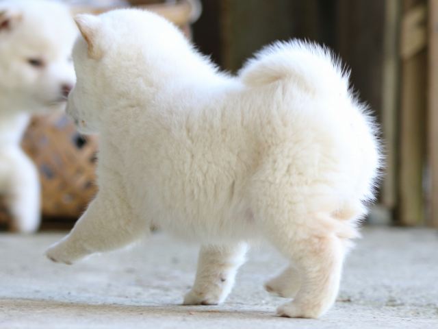 FP5A2269-puppy FP5A2269-puppy