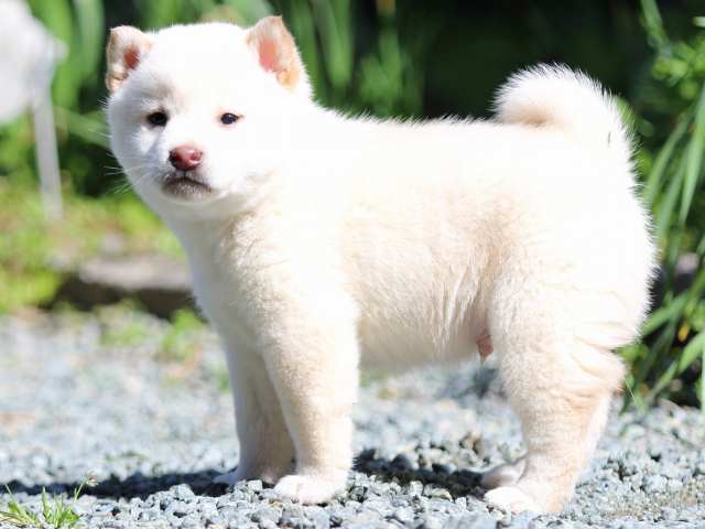 FP5A2331-puppy FP5A2331-puppy