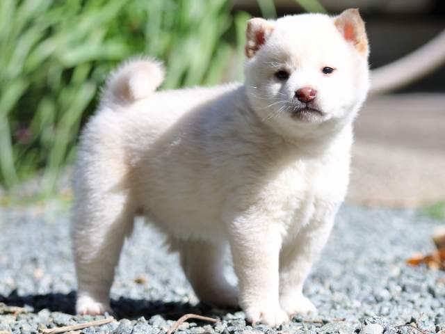 FP5A2339-puppy FP5A2339-puppy