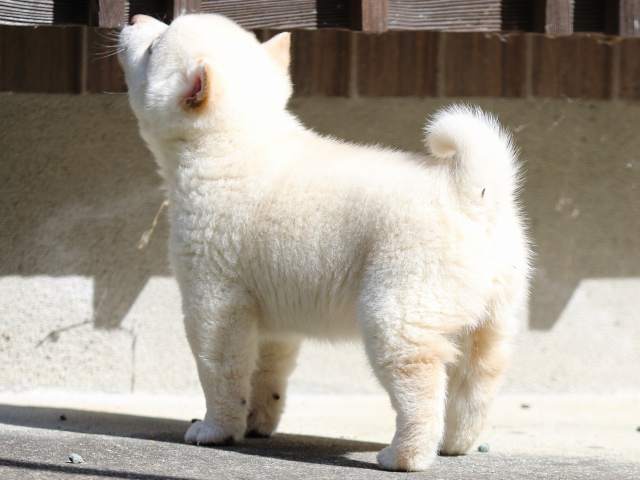 FP5A2347-puppy FP5A2347-puppy