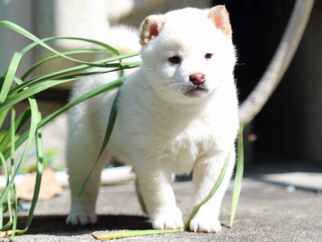 FP5A2359-puppy FP5A2359-puppy