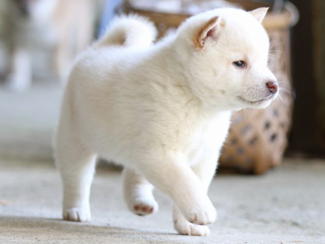 FP5A2390-puppy FP5A2390-puppy
