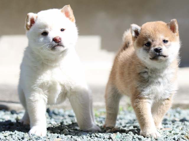 FP5A2435-puppy FP5A2435-puppy