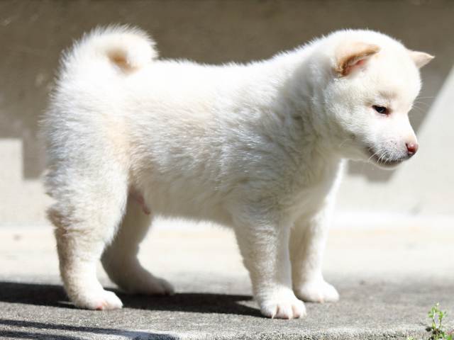 FP5A2446-puppy FP5A2446-puppy