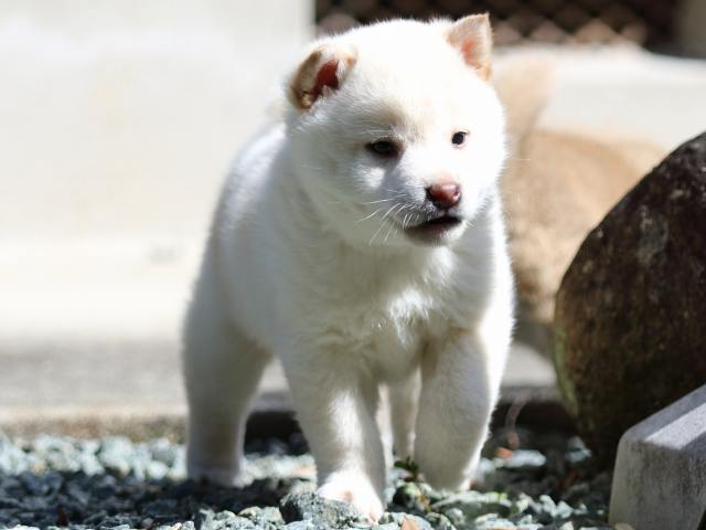 FP5A2451-puppy FP5A2451-puppy