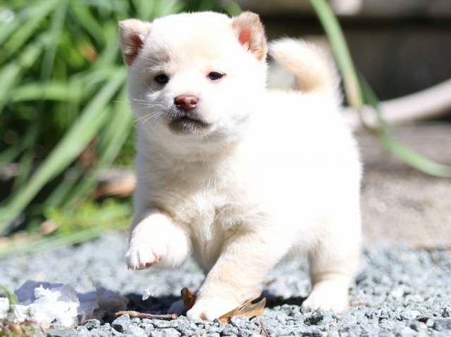 FP5A2507-puppy FP5A2507-puppy