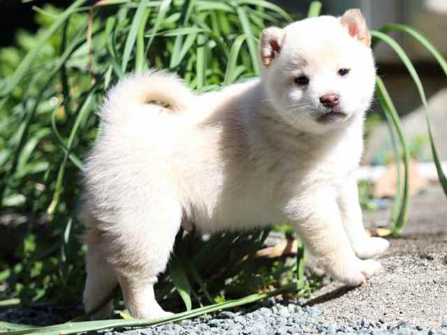 FP5A2537-puppy FP5A2537-puppy