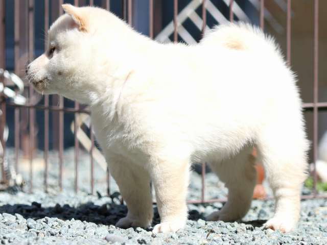FP5A2544-puppy FP5A2544-puppy