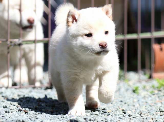 FP5A2551-puppy FP5A2551-puppy