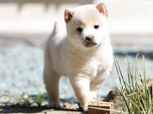 FP5A2605-puppy FP5A2605-puppy