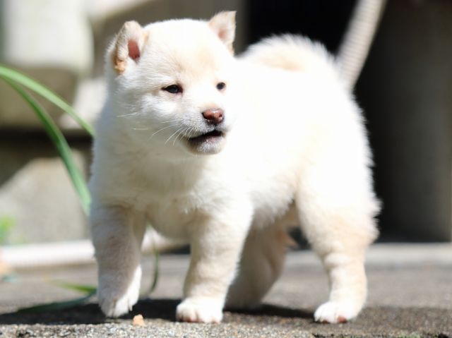 FP5A2639-puppy FP5A2639-puppy