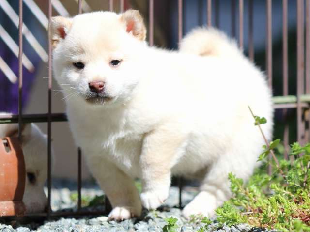 FP5A2697-puppy FP5A2697-puppy