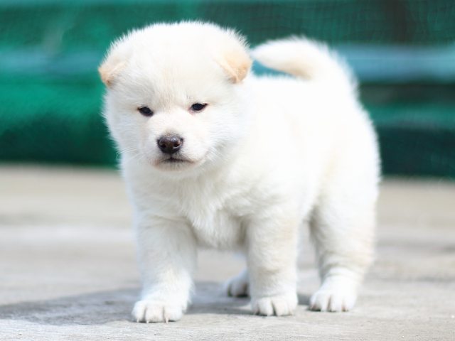 FP5A2942-puppy FP5A2942-puppy