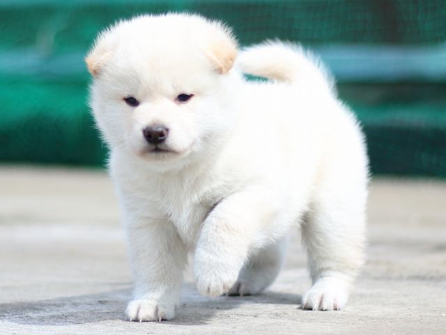 FP5A2943-puppy FP5A2943-puppy