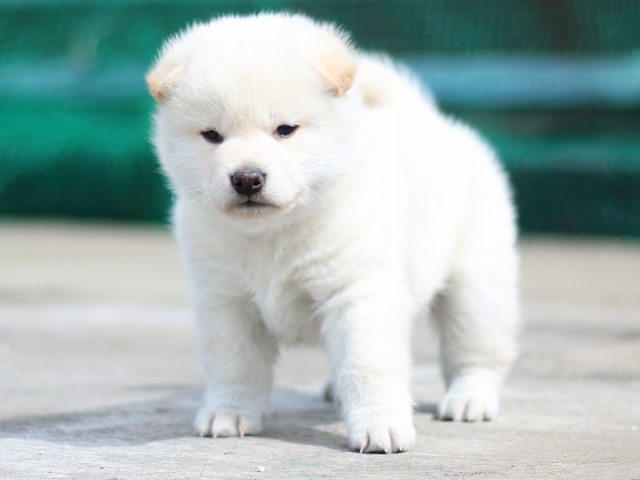 FP5A2944-puppy FP5A2944-puppy