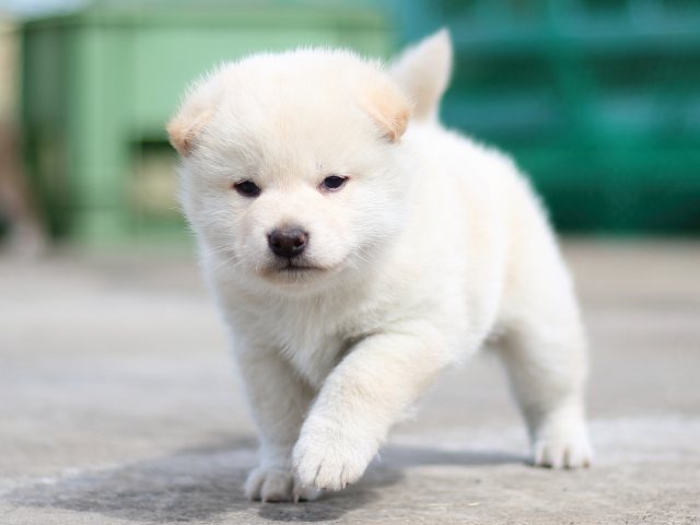 FP5A2965-puppy FP5A2965-puppy