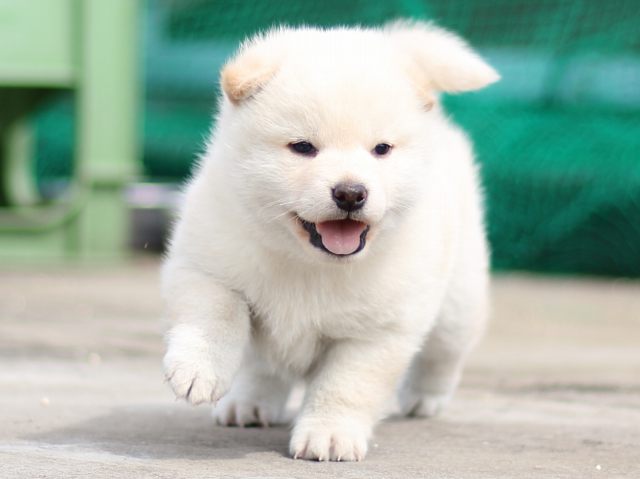 FP5A2989-puppy FP5A2989-puppy