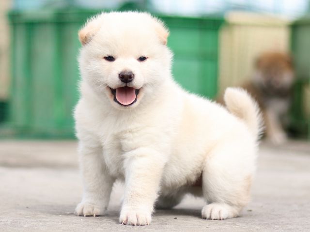 FP5A3033-puppy FP5A3033-puppy