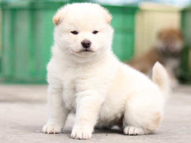 FP5A3035-puppy FP5A3035-puppy