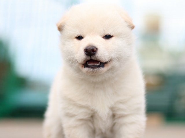 FP5A3090-puppy FP5A3090-puppy