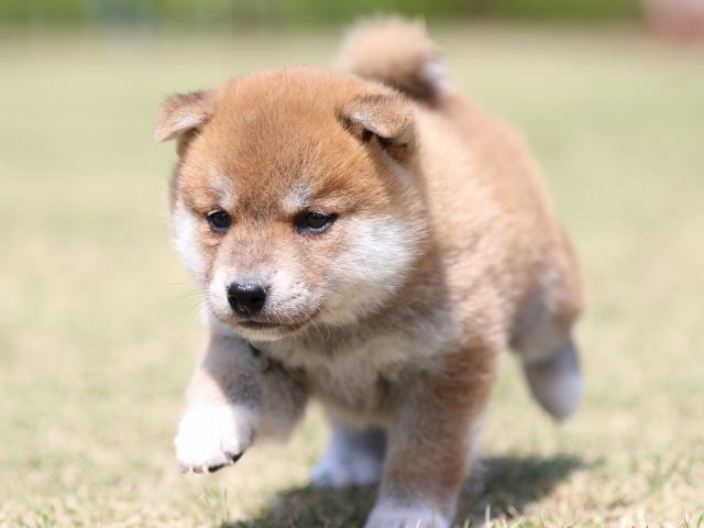 FP5A3368-puppy FP5A3368-puppy