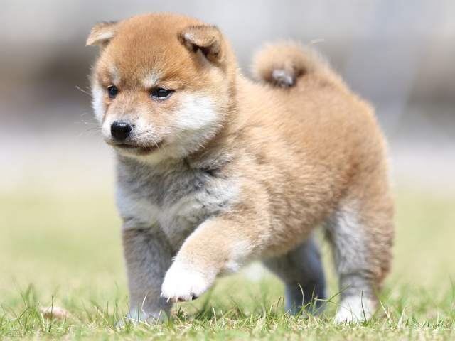 FP5A3376-puppy FP5A3376-puppy