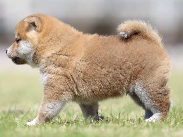 FP5A3383-puppy FP5A3383-puppy