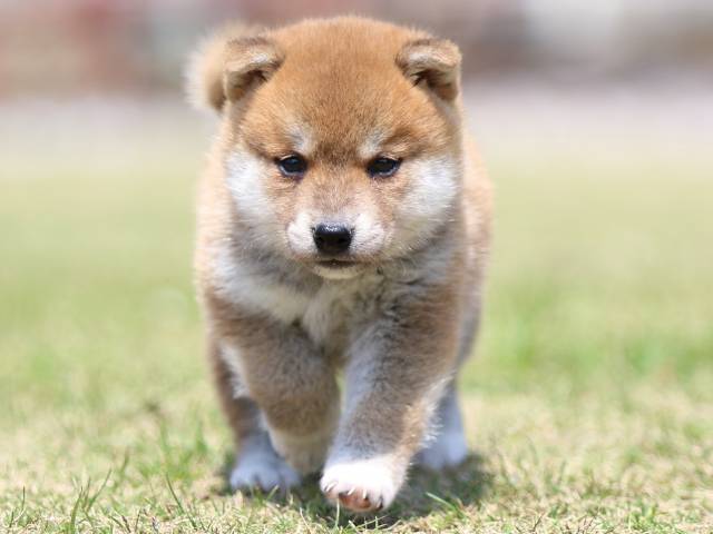 FP5A3397-puppy FP5A3397-puppy