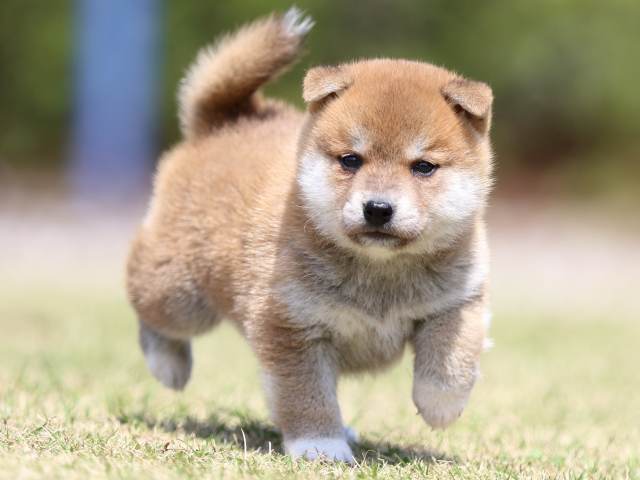 FP5A3410-puppy FP5A3410-puppy