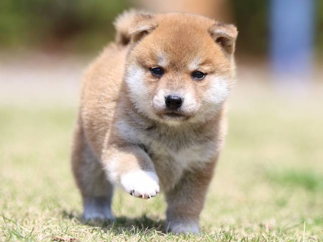 FP5A3416-puppy FP5A3416-puppy