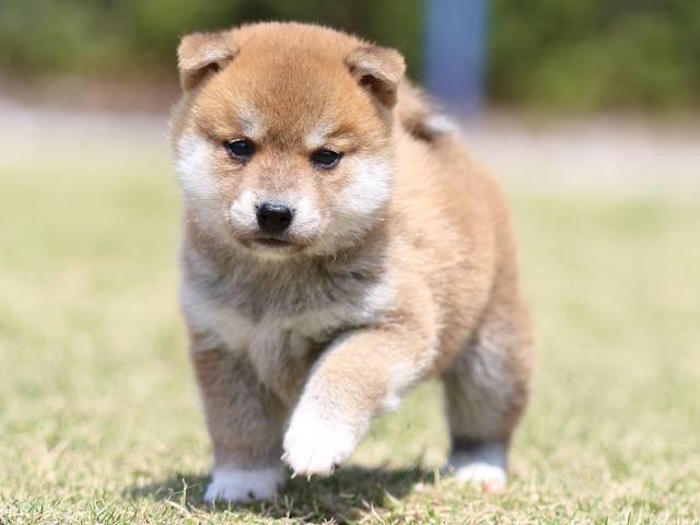 FP5A3428-puppy FP5A3428-puppy