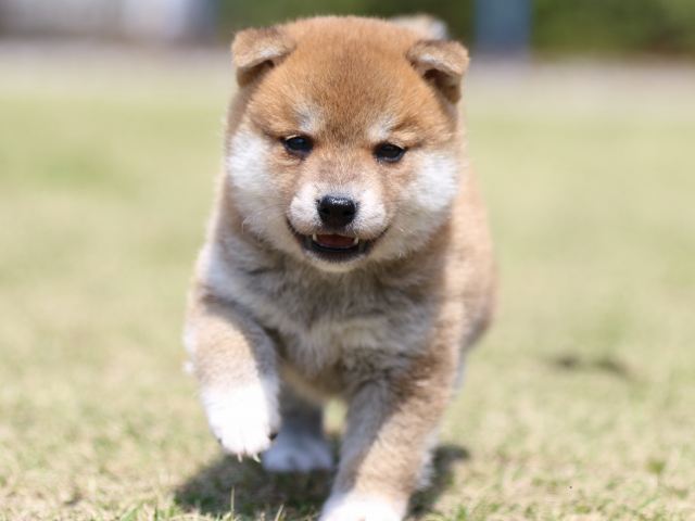 FP5A3439-puppy FP5A3439-puppy