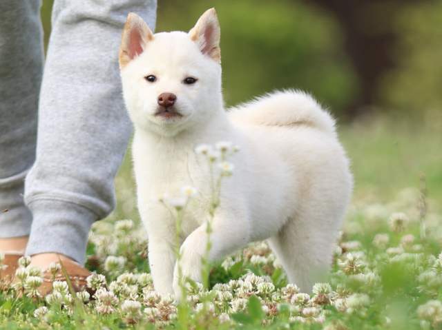 FP5A3751-puppy FP5A3751-puppy