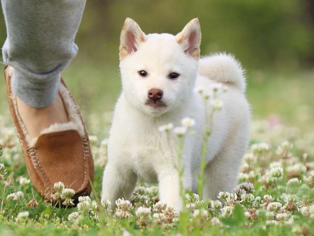 FP5A3757-puppy FP5A3757-puppy