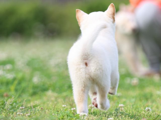 FP5A3776-puppy FP5A3776-puppy