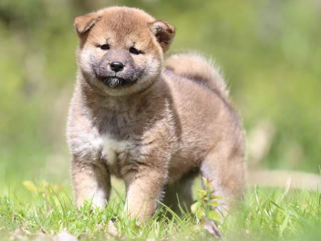 FP5A3778-puppy FP5A3778-puppy