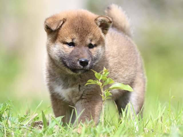 FP5A3793-puppy FP5A3793-puppy