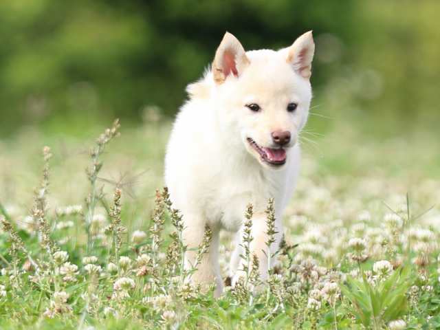 FP5A3814-puppy FP5A3814-puppy