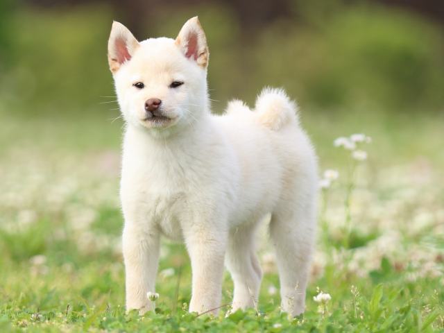 FP5A3838-puppy FP5A3838-puppy