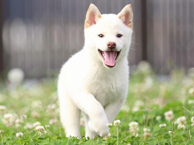 FP5A3849-puppy FP5A3849-puppy