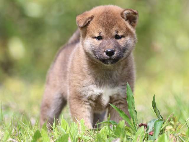 FP5A3858-puppy FP5A3858-puppy