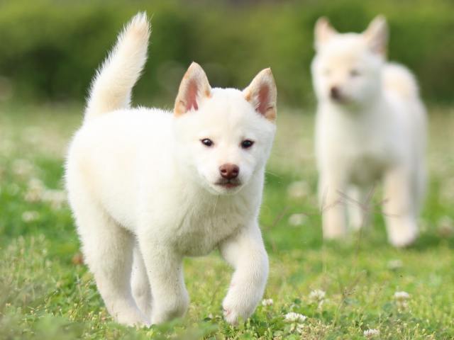 FP5A3862-puppy FP5A3862-puppy