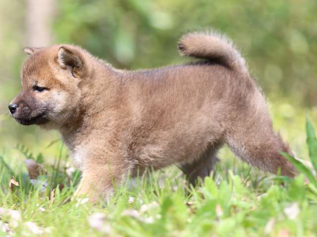 FP5A3876-puppy FP5A3876-puppy