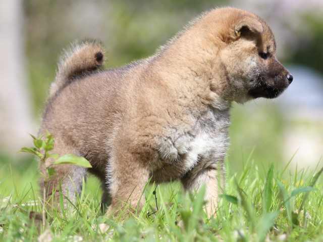 FP5A3888-puppy FP5A3888-puppy