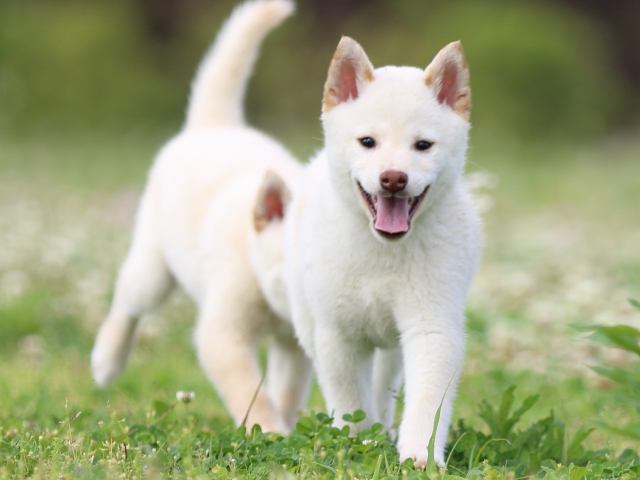 FP5A3926-puppy FP5A3926-puppy