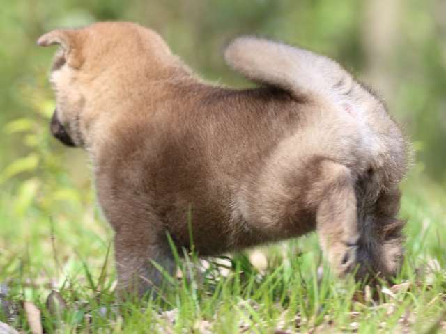 FP5A3929-puppy FP5A3929-puppy